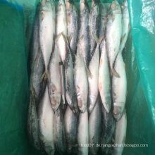 Gefrorener Fisch Ganze Runde Makrele 200-300
